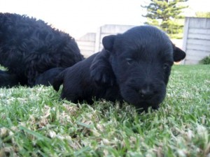 How cool is this puppy!!