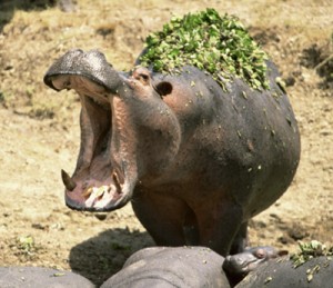 Happy Hippopotamus